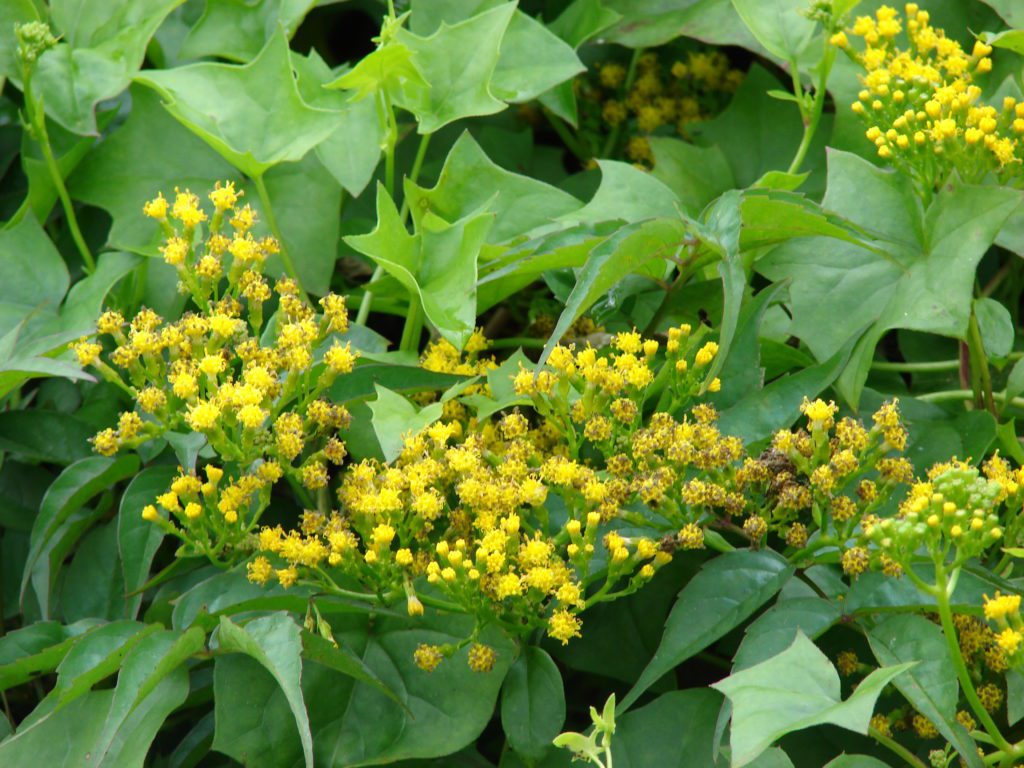 Weed Identification & Control | South Gippsland Landcare Network